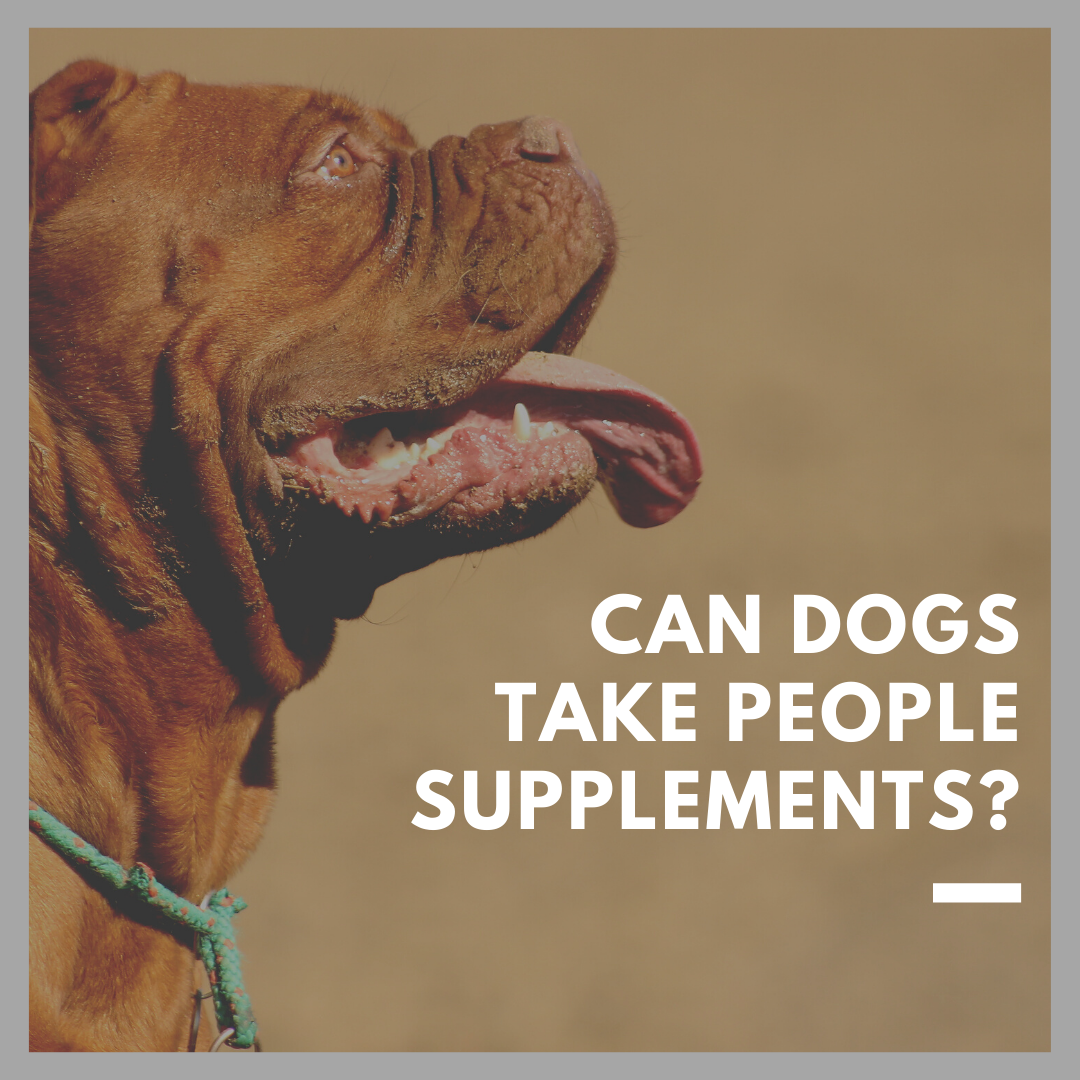 Can Dogs Take People Supplements?