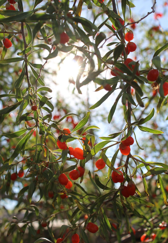 Goji Berries: Superfood or Medicinal Powerhouse?